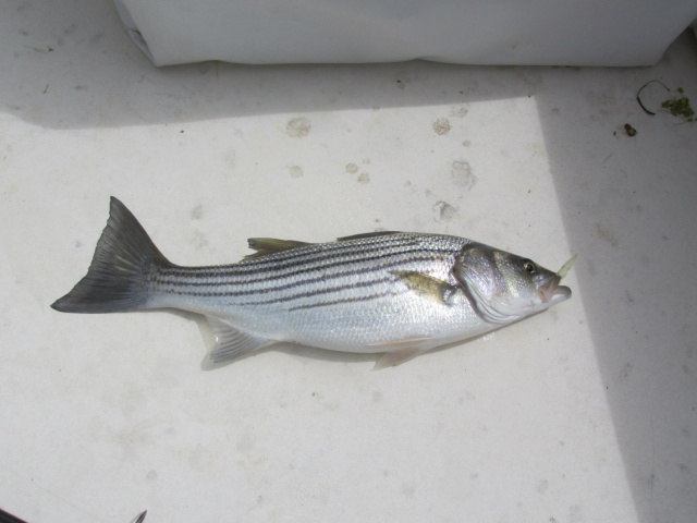 Merrimack River striper.